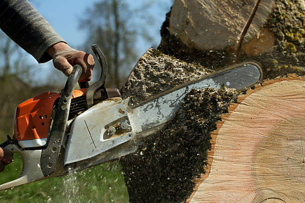 How Our Tree Care Process Works  in  Madera, CA